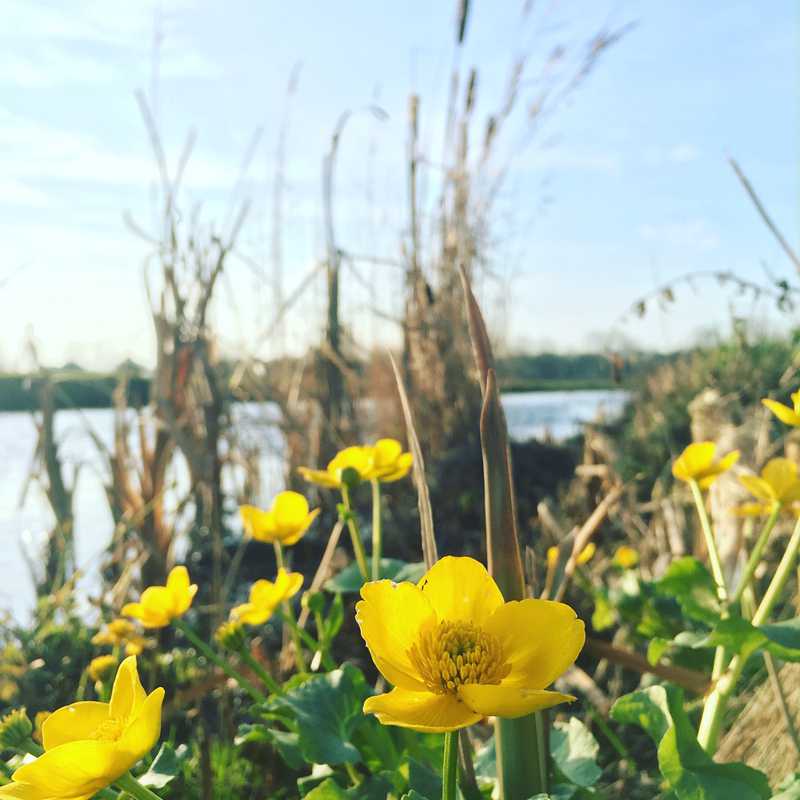 Dotterbloemen in de winter // dotter_in_winter.jpg (51 K)