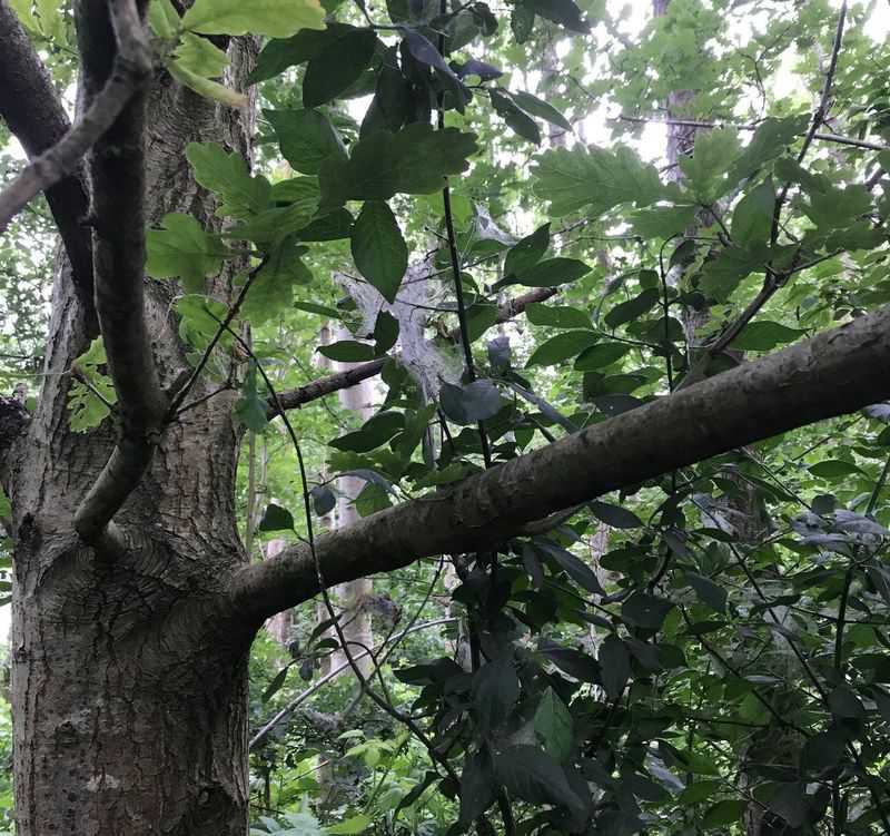 2020 Spinselmot rups  // spinselmot.jpg (94 K)