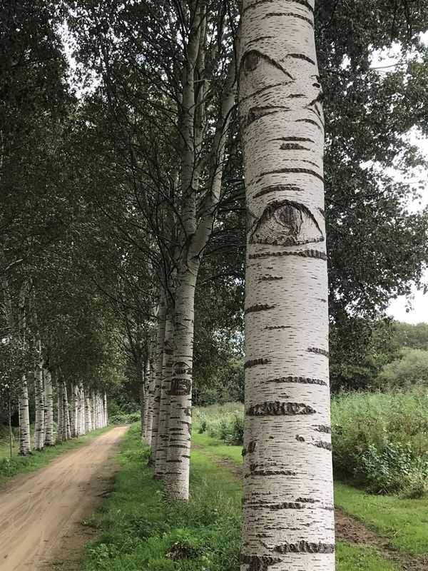2020 Grauwe abelen ogenbomen in Diemerbos // grauwe_abeel_diemerbos_1.jpg (94 K)