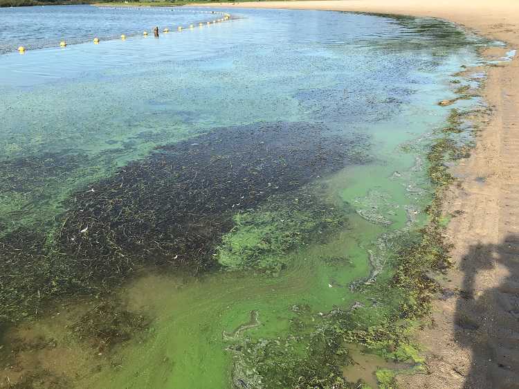 2020 zwemverbod Ouderkerkerplas blauwalg // foto_blauwalg_ouderkerkerplas_-_klein.jpg (63 K)