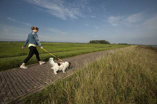 2020 Nieuw hondenuitlaatbeleid Ouder-Amstel // hondje_klein.jpg (30 K)