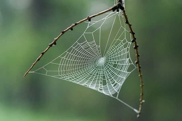 2020 Spinnenweb herfst // spinnenweb_ii.jpg (22 K)