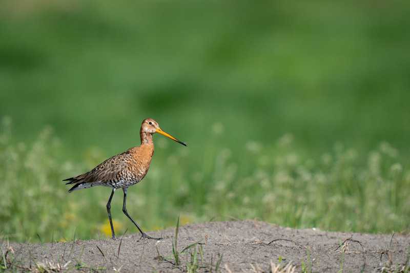 2021&nbsp;Grutto&nbsp;//&nbsp;2021_grutto.jpg&nbsp;(24&nbsp;K)