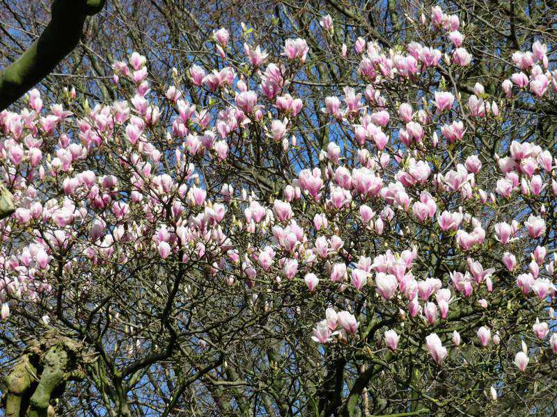 2021 Magnolia in bloei Gaasperpark - Foto: Clara Bonder // magnolia_gaasperpark_foto_clara_bonder.jpeg (130 K)