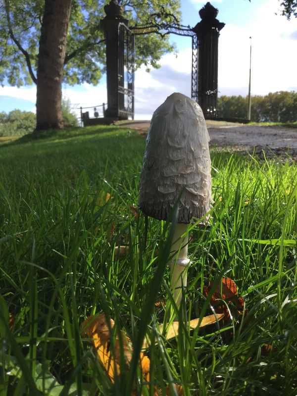 2021 Spot de herfst: geschubde inktzwam // geschubte_inktzwam_4.jpg (59 K)