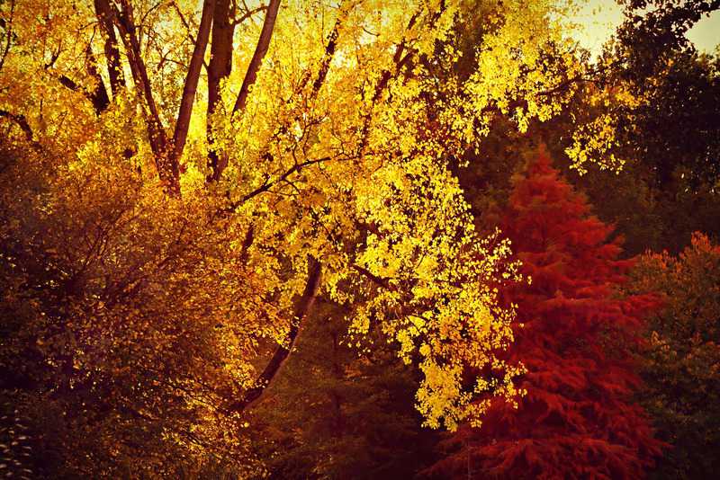 2021 Spot de herfst: bomen in herfstkleuren // bomen_in_herfstkleuren.jpg (95 K)