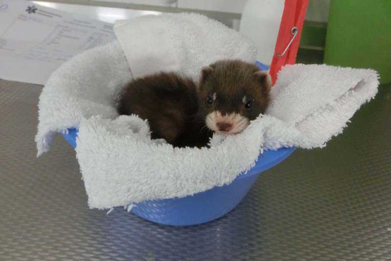 2021 De Toevlucht: bunzing // bunzing.jpeg (27 K)