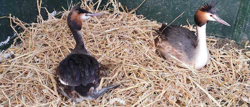 2021 De Toevlucht: futen // futen.jpeg (73 K)