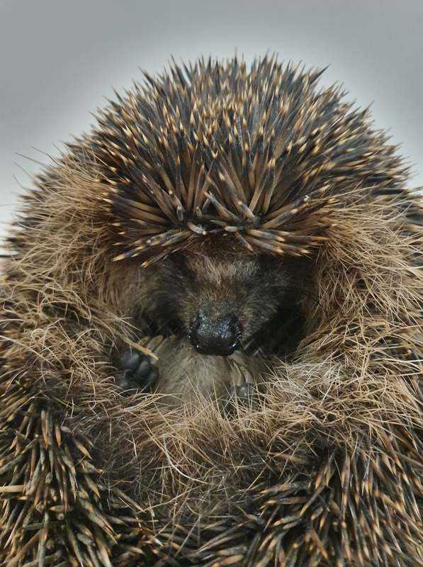 2021 De Toevlucht: egel // egel.jpeg (80 K)