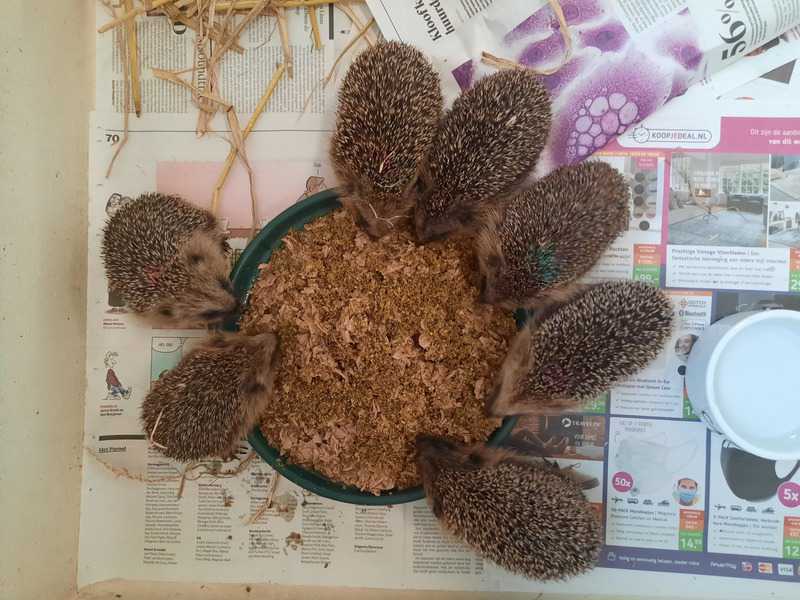 2021 De Toevlucht: egels voer // egels_voer.jpeg (62 K)