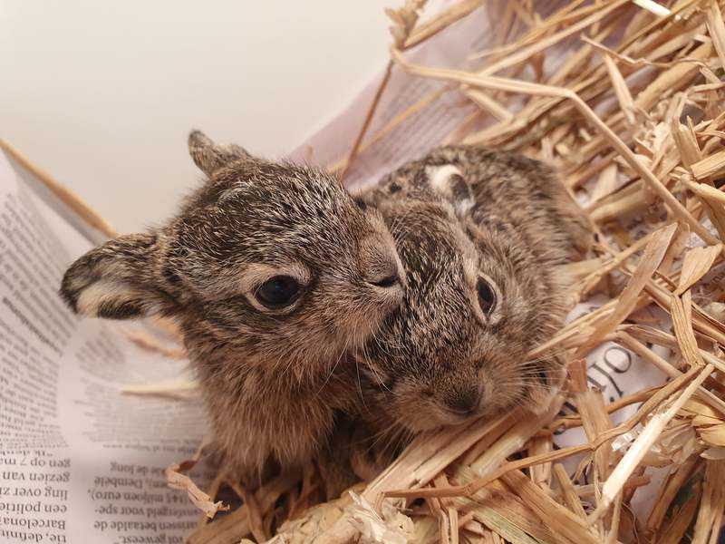 2021 De Toevlucht: haasjes // haasjes_toevlucht.jpeg (64 K)