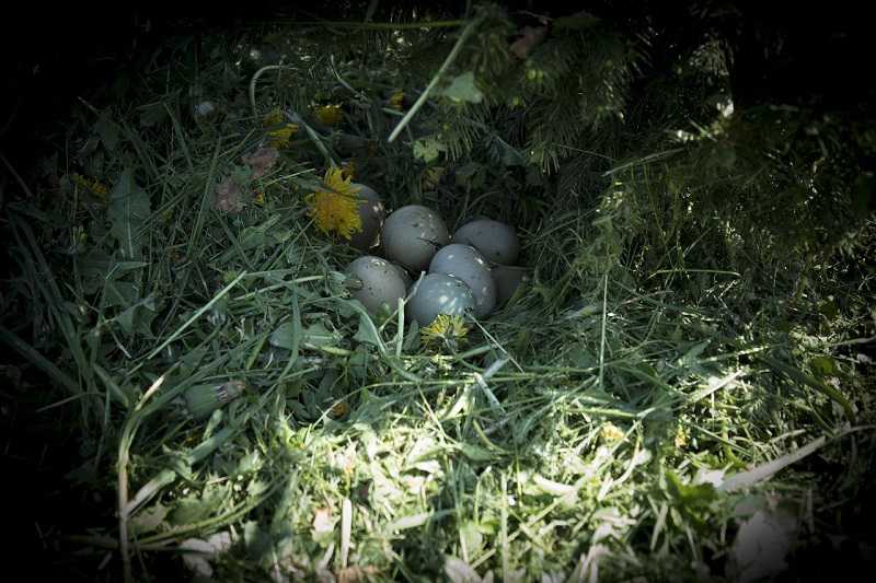 2022 Fazant eieren // fazant_eieren_-_klein.jpg (60 K)