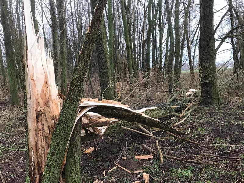 2022 Stormschade afgebroken boom // 2022_afgebroken_boom_2_-_klein.jpg (113 K)