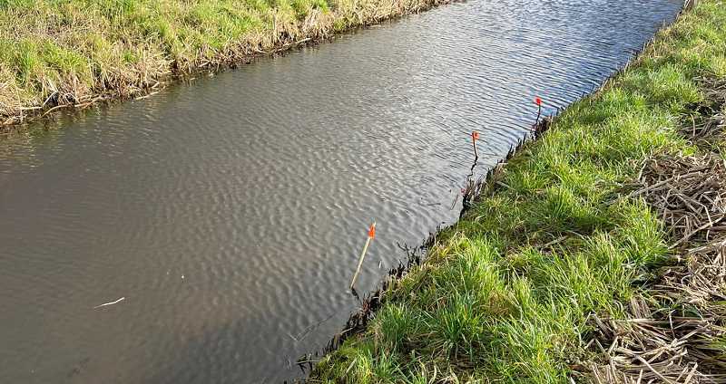 2022 Muskusrat vlaggetjes langs slootkant // vallen_bij_hoge_dijk_2_-_klein.jpg (71 K)