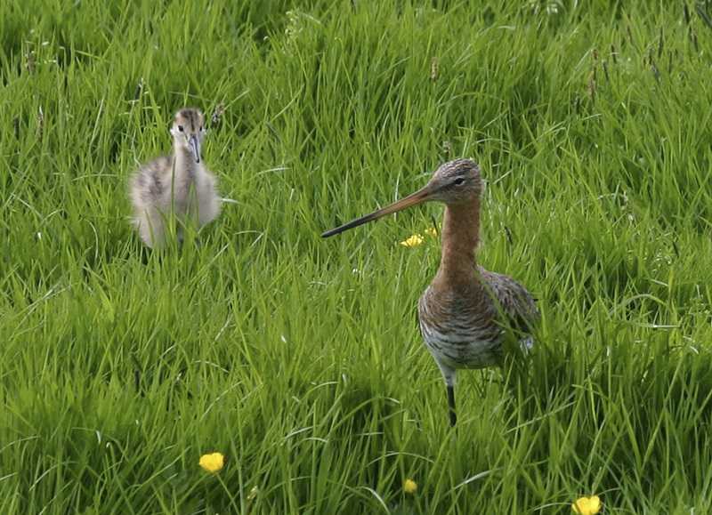 2022 Broedseizoen - grutto met pul // weidevogel_grutto_met_pul_-_klein.jpg (67 K)