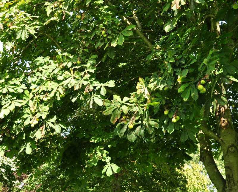 2022&nbsp;Paardenkastanje&nbsp;boom&nbsp;//&nbsp;kastanjes_-_paardenkastanje_boom_-_klein_.jpg&nbsp;(107&nbsp;K)