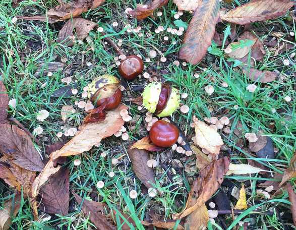 2022&nbsp;Paardenkastanjes&nbsp;//&nbsp;kastanjes_-_paardenkastanjes_-_klein.jpg&nbsp;(70&nbsp;K)