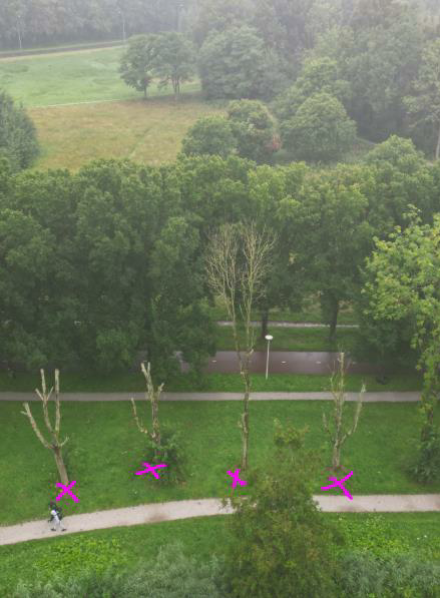 2024 Foto laan met dode essen Gaasperplas // foto_locatie_dode_essen_lang_pad.png (570 K)