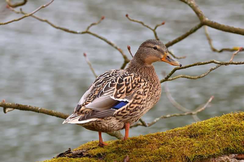 2025 Wilde eend stockfoto // wilde_eend_-_broedvogel_watervogel_stockfoto.jpg (44 K)