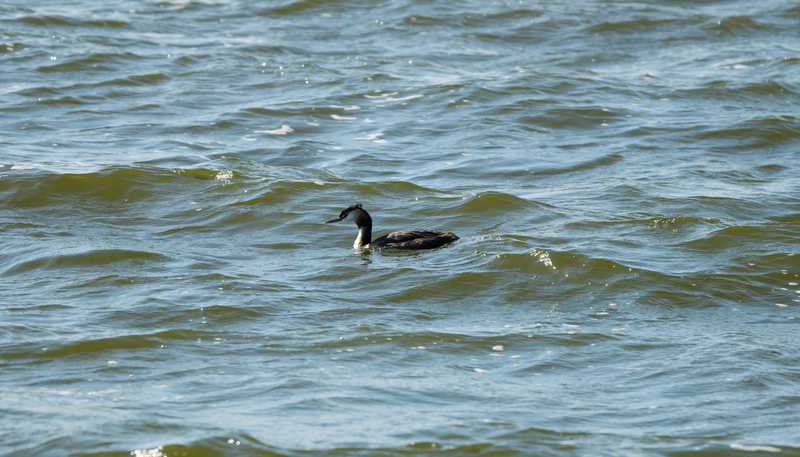 2025 Zwartkop // zwartkop_-_broedvogel_struweelvogel.jpg (39 K)